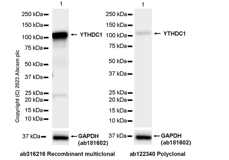 Western blot - Anti-YTHDC1 antibody [RM1107] - BSA and Azide free (AB316217)