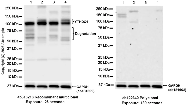Western blot - Anti-YTHDC1 antibody [RM1107] - BSA and Azide free (AB316217)