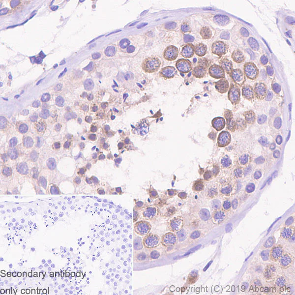 Immunohistochemistry (Formalin/PFA-fixed paraffin-embedded sections) - Anti-YTHDC2 antibody [EPR21820-49] - BSA and Azide free (AB259277)