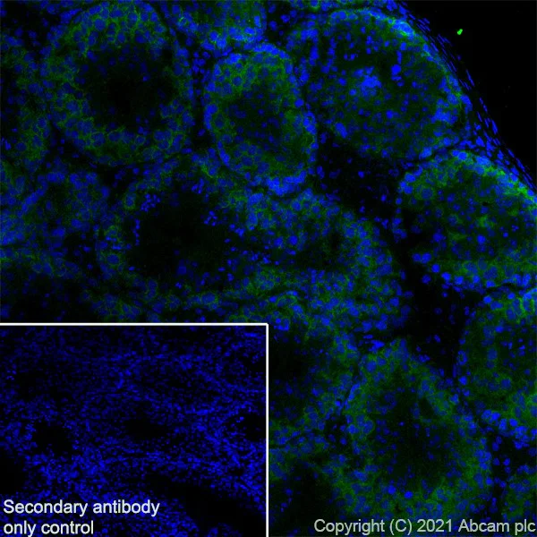 Immunohistochemistry (Frozen sections) - Anti-YTHDC2 antibody [EPR21820-49] - BSA and Azide free (AB259277)