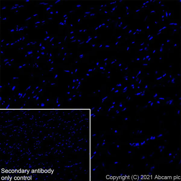 Immunohistochemistry (Frozen sections) - Anti-YTHDC2 antibody [EPR21820-49] - BSA and Azide free (AB259277)