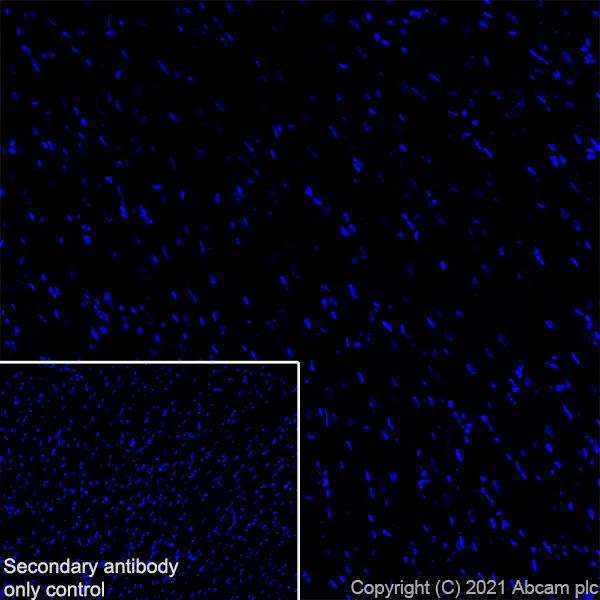 Immunohistochemistry (Frozen sections) - Anti-YTHDC2 antibody [EPR21820-49] - BSA and Azide free (AB259277)