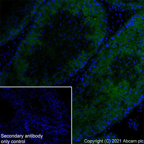 Immunohistochemistry (Frozen sections) - Anti-YTHDC2 antibody [EPR21820-49] - BSA and Azide free (AB259277)