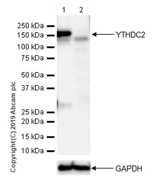 Western blot - Anti-YTHDC2 antibody [EPR21820-49] - BSA and Azide free (AB259277)