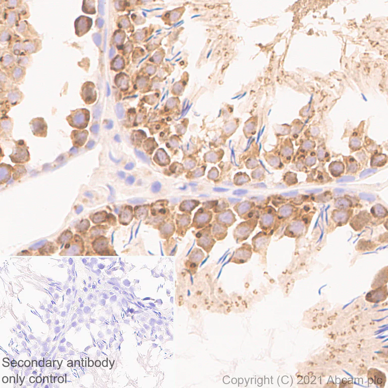 Immunohistochemistry (Formalin/PFA-fixed paraffin-embedded sections) - Anti-YTHDC2 antibody [EPR24278-9] - BSA and Azide free (AB283277)