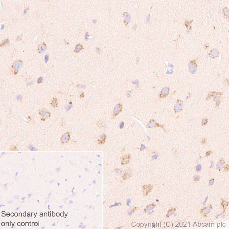 Immunohistochemistry (Formalin/PFA-fixed paraffin-embedded sections) - Anti-YTHDC2 antibody [EPR24278-9] - BSA and Azide free (AB283277)