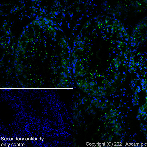 Immunohistochemistry (Frozen sections) - Anti-YTHDC2 antibody [EPR24278-9] - BSA and Azide free (ab283277), expandable thumbnail