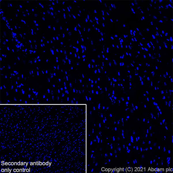 Immunohistochemistry (Frozen sections) - Anti-YTHDC2 antibody [EPR24278-9] - BSA and Azide free (ab283277), expandable thumbnail