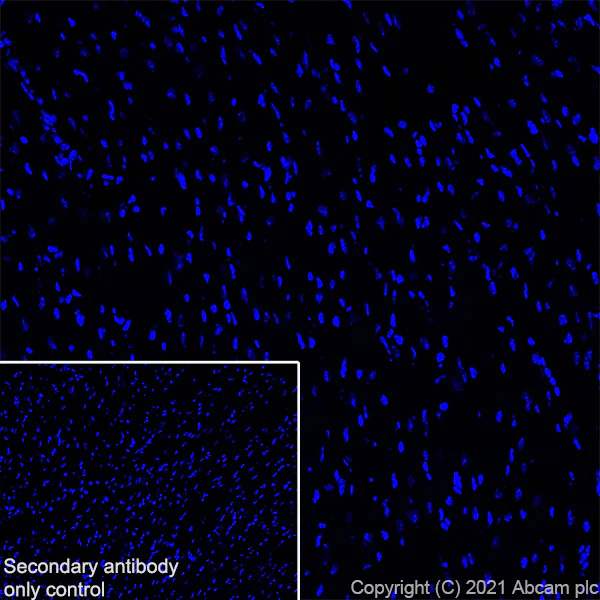 Immunohistochemistry (Frozen sections) - Anti-YTHDC2 antibody [EPR24278-9] - BSA and Azide free (AB283277)
