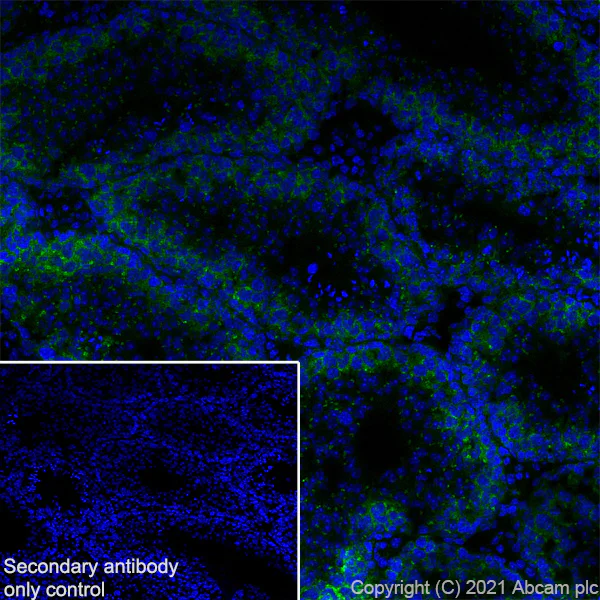 Immunohistochemistry (Frozen sections) - Anti-YTHDC2 antibody [EPR24278-9] - BSA and Azide free (AB283277)