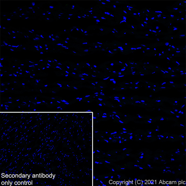 Immunohistochemistry (Frozen sections) - Anti-YTHDC2 antibody [EPR24278-9] - BSA and Azide free (ab283277), expandable thumbnail
