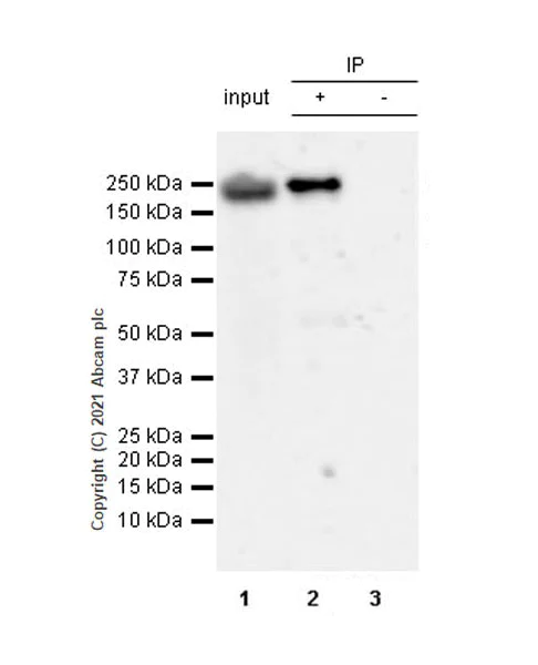 Immunoprecipitation - Anti-YTHDC2 antibody [EPR24278-9] - BSA and Azide free (AB283277)