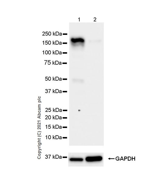 Western blot - Anti-YTHDC2 antibody [EPR24278-9] - BSA and Azide free (AB283277), expandable thumbnail