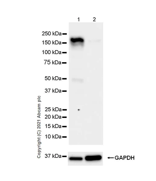 Western blot - Anti-YTHDC2 antibody [EPR24278-9] - BSA and Azide free (AB283277)