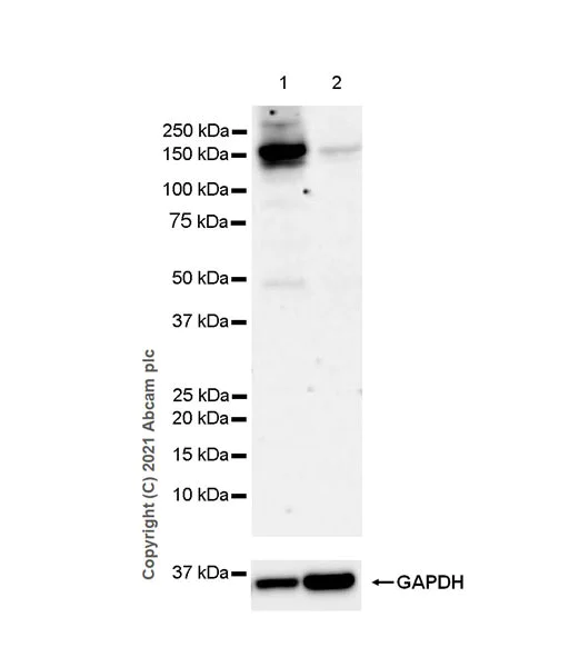 Western blot - Anti-YTHDC2 antibody [EPR24278-9] - BSA and Azide free (AB283277)