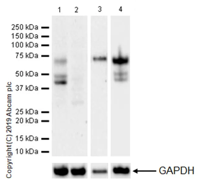 Western blot - Anti-YTHDF1 antibody [EPR22349-16] (AB252346)