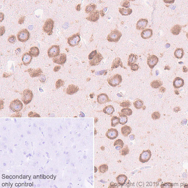 Immunohistochemistry (Formalin/PFA-fixed paraffin-embedded sections) - Anti-YTHDF1 antibody [EPR22349-16] - BSA and Azide free (AB252547)