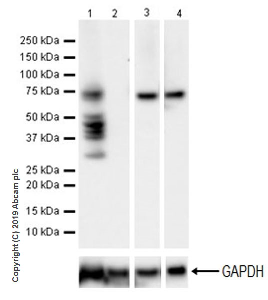 Western blot - Anti-YTHDF1 antibody [EPR22349-41] (AB220162), expandable thumbnail
