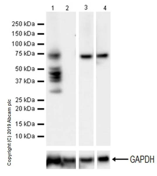 Western blot - Anti-YTHDF1 antibody [EPR22349-41] (AB220162)