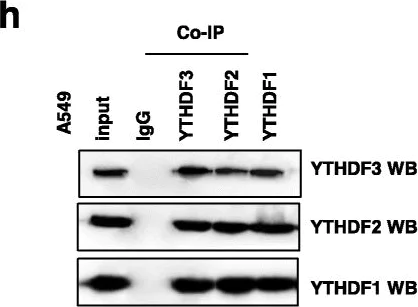 Western blot - Anti-YTHDF1 antibody [EPR22349-41] (AB220162)