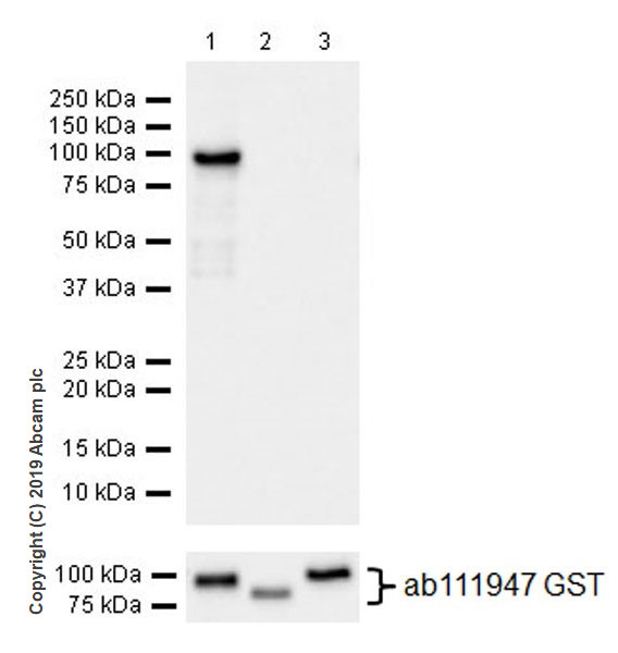 Western blot - Anti-YTHDF1 antibody [EPR22349-41] (AB220162), expandable thumbnail