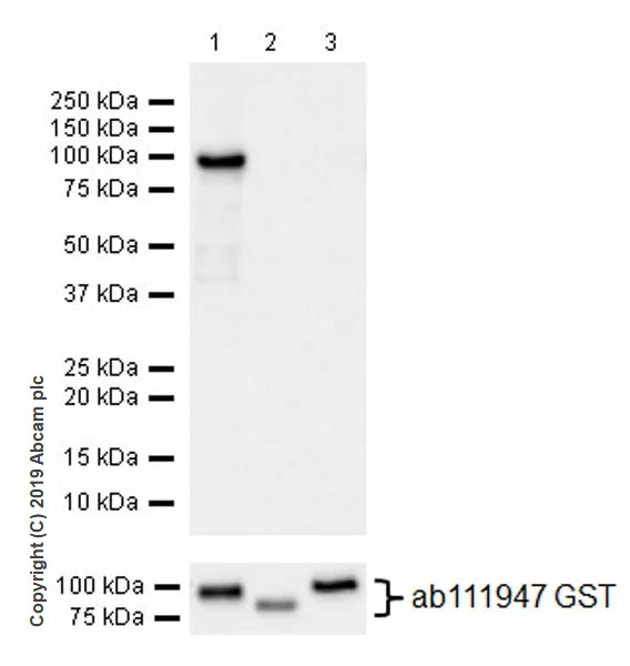 Western blot - Anti-YTHDF1 antibody [EPR22349-41] (AB220162)