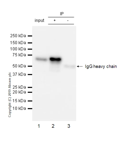 Immunoprecipitation - Anti-YTHDF1 antibody [EPR22349-41] - BSA and Azide free (AB253038)