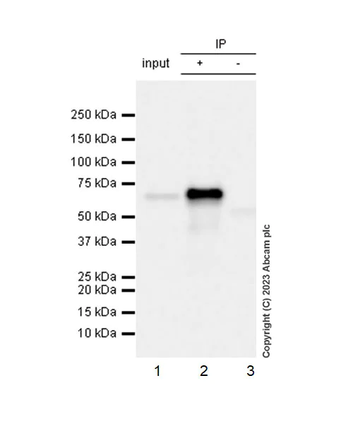 Immunoprecipitation - Anti-YTHDF1 antibody [EPR22349-41] - BSA and Azide free (AB253038)