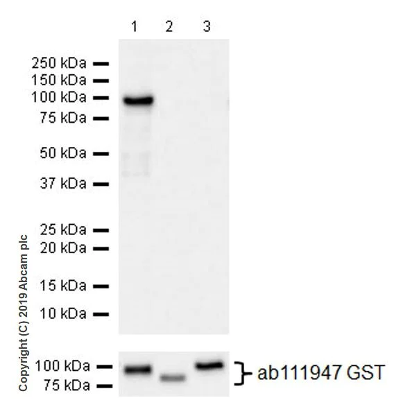 Western blot - Anti-YTHDF1 antibody [EPR22349-41] - BSA and Azide free (AB253038)