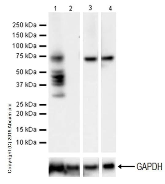 Western blot - Anti-YTHDF1 antibody [EPR22349-41] - BSA and Azide free (AB253038)