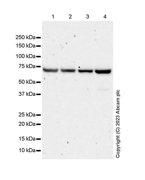 Western blot - Anti-YTHDF1 antibody [EPR22349-41] - BSA and Azide free (AB253038)