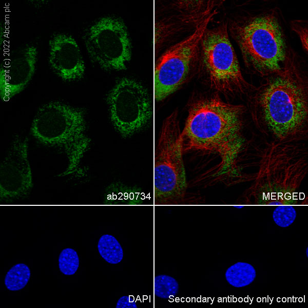 Immunocytochemistry/ Immunofluorescence - Anti-YTHDF1 + YTHDF3 + YTHDF2 antibody [EPR26183-69] - BSA and Azide free (ab290749), expandable thumbnail