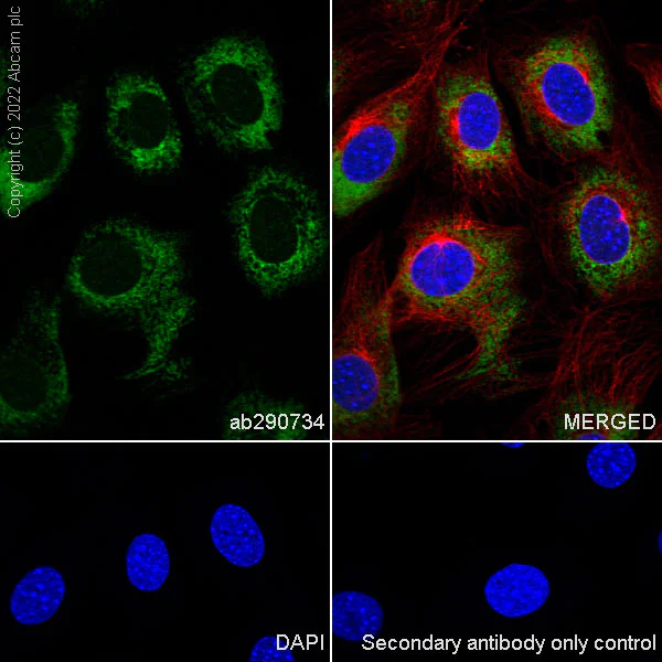 Immunocytochemistry/ Immunofluorescence - Anti-YTHDF1 + YTHDF3 + YTHDF2 antibody [EPR26183-69] - BSA and Azide free (AB290749)