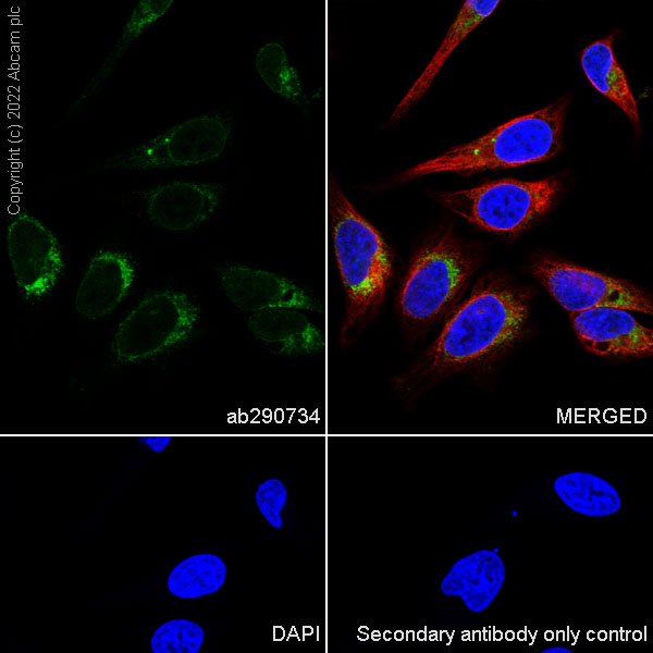 Immunocytochemistry/ Immunofluorescence - Anti-YTHDF1 + YTHDF3 + YTHDF2 antibody [EPR26183-69] - BSA and Azide free (AB290749), expandable thumbnail