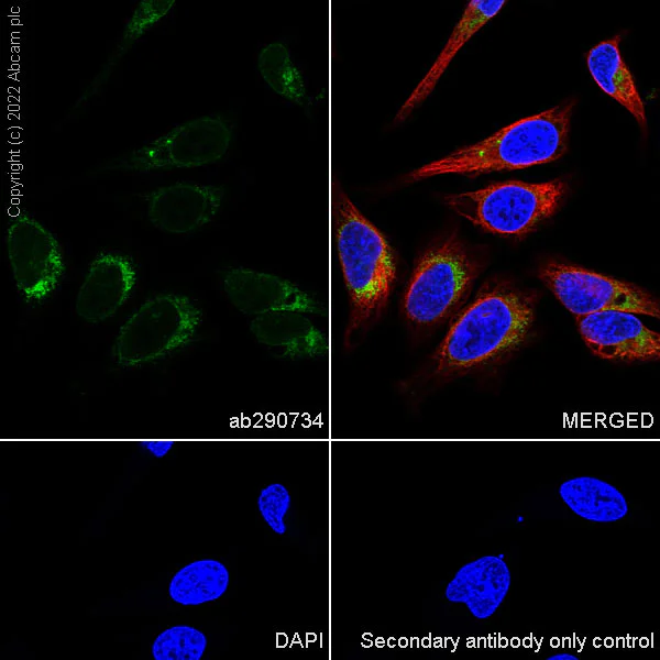 Immunocytochemistry/ Immunofluorescence - Anti-YTHDF1 + YTHDF3 + YTHDF2 antibody [EPR26183-69] - BSA and Azide free (AB290749)