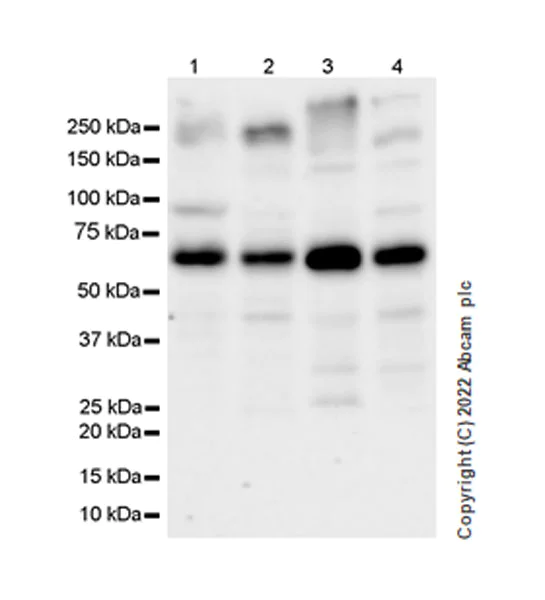 Western blot - Anti-YTHDF1 + YTHDF3 + YTHDF2 antibody [EPR26183-69] - BSA and Azide free (AB290749)