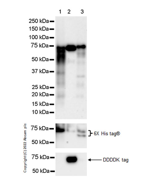 Western blot - Anti-YTHDF1 + YTHDF3 + YTHDF2 antibody [EPR26183-69] - BSA and Azide free (AB290749), expandable thumbnail