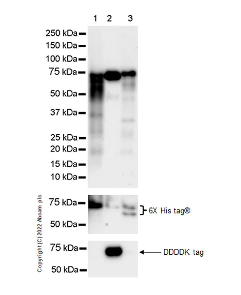 Western blot - Anti-YTHDF1 + YTHDF3 + YTHDF2 antibody [EPR26183-69] - BSA and Azide free (AB290749)