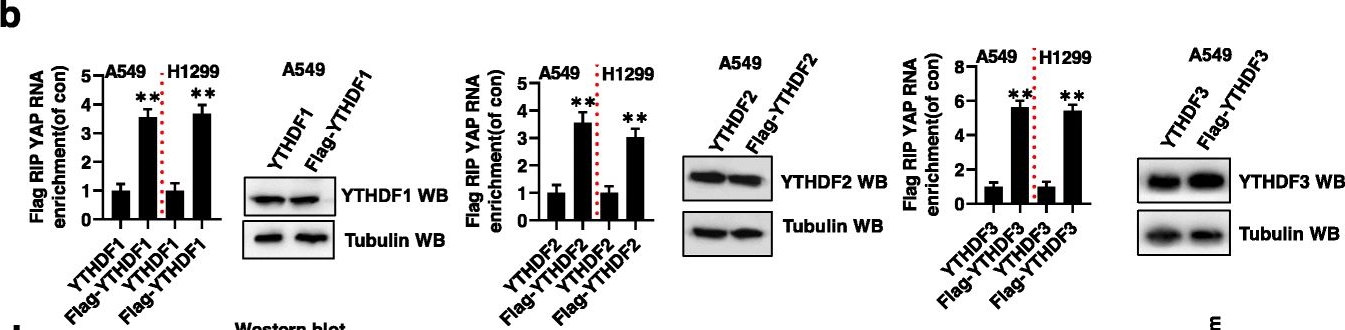 Western blot - Anti-YTHDF2 antibody [EPR20318] (ab220163), expandable thumbnail