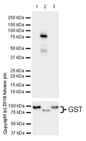 Western blot - Anti-YTHDF2 antibody [EPR20318] (AB220163), expandable thumbnail