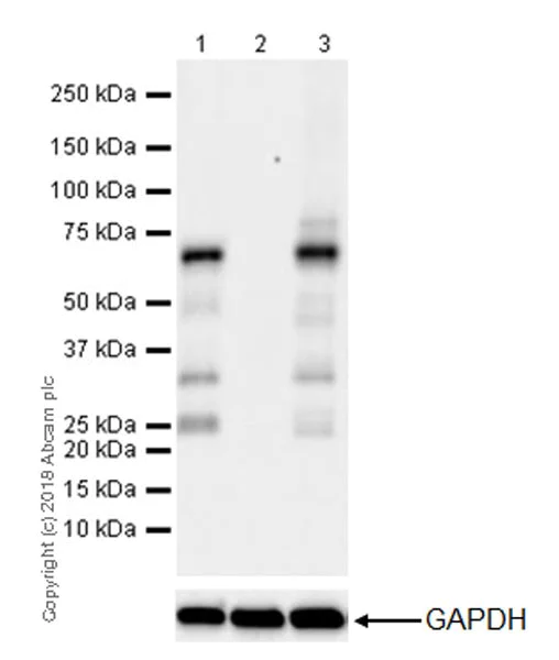 Western blot - Anti-YTHDF2 antibody [EPR20318] - BSA and Azide free (AB245129)