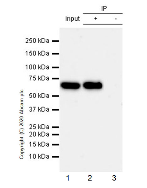 Anti-YTHDF2 antibody [EPR23544-19]