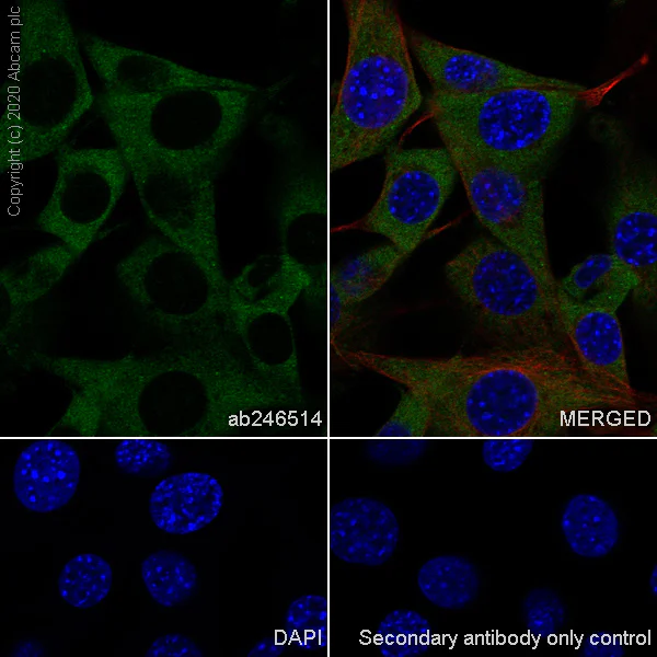 Immunocytochemistry/ Immunofluorescence - Anti-YTHDF2 antibody [EPR23544-19] - BSA and Azide free (AB275037)