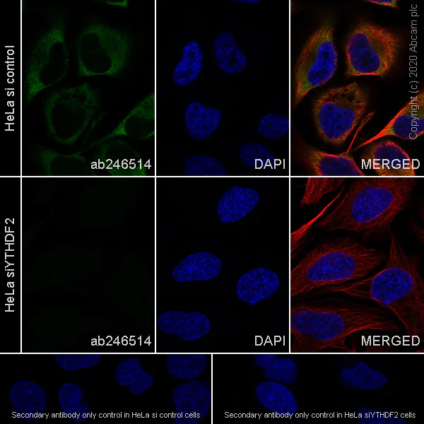 Immunocytochemistry/ Immunofluorescence - Anti-YTHDF2 antibody [EPR23544-19] - BSA and Azide free (AB275037)