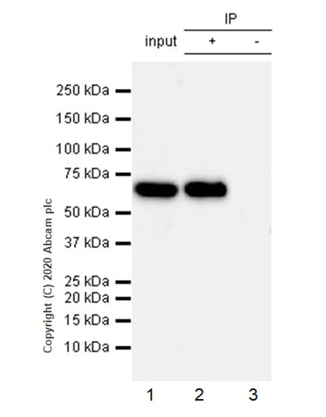 Immunoprecipitation - Anti-YTHDF2 antibody [EPR23544-19] - BSA and Azide free (AB275037)