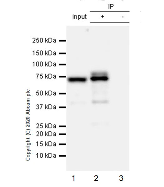 Immunoprecipitation - Anti-YTHDF2 antibody [EPR23544-19] - BSA and Azide free (AB275037)