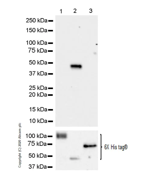 Western blot - Anti-YTHDF2 antibody [EPR23544-19] - BSA and Azide free (AB275037)