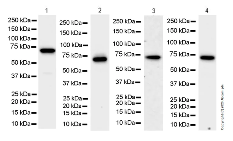Western blot - Anti-YTHDF2 antibody [EPR23544-19] - BSA and Azide free (AB275037)