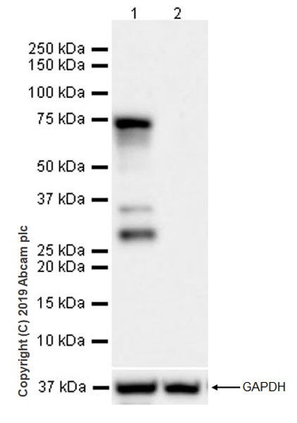 Western blot - Anti-YTHDF3 antibody [EPR21912-3] (AB220161), expandable thumbnail