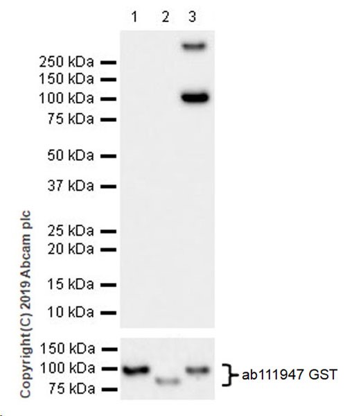 Western blot - Anti-YTHDF3 antibody [EPR21912-3] (ab220161), expandable thumbnail